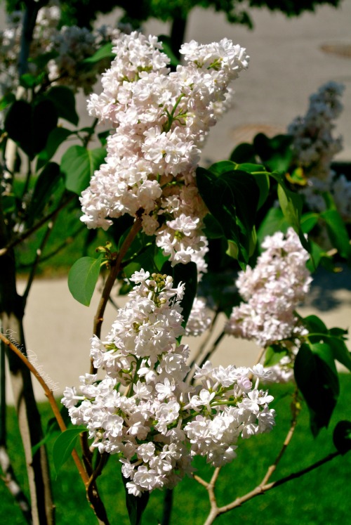 skypeslut: The lilacs in front of my house are blooming beautifully