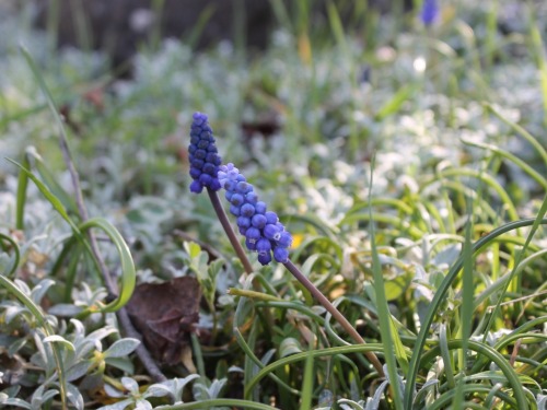 Muscari Or Mouse Hyacinth. (lat.Muscri)