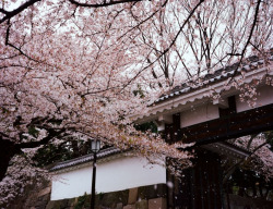 kvnai:  Sakura Rain 桜吹雪 by   BERT