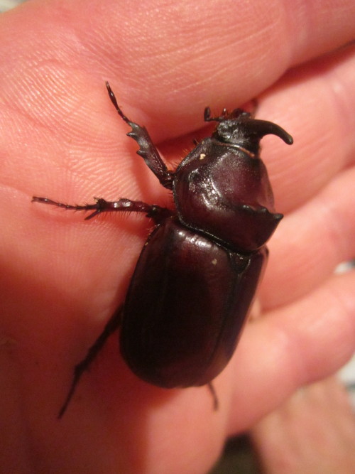 Found in the bin. He&rsquo;s like a big date!
