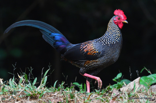 grey jungle fowl