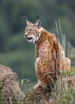 beautiful-wildlife:  Lynx by Carles Just