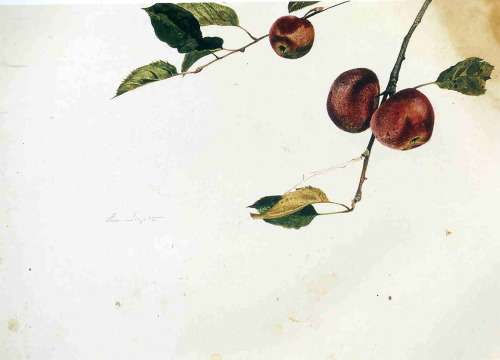 Apple Tree Before  and After Picking (study) Andrew Wyeth 1942