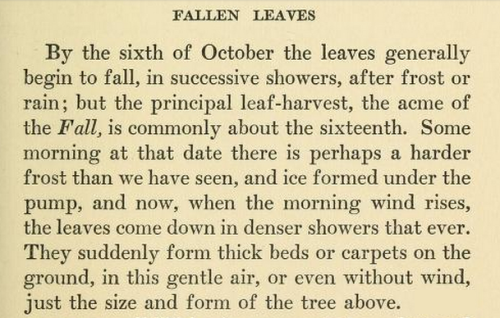 english-idylls:‘Fallen Leaves’, in Autumnal Tints (from Excursions) by Henry David Thoreau.