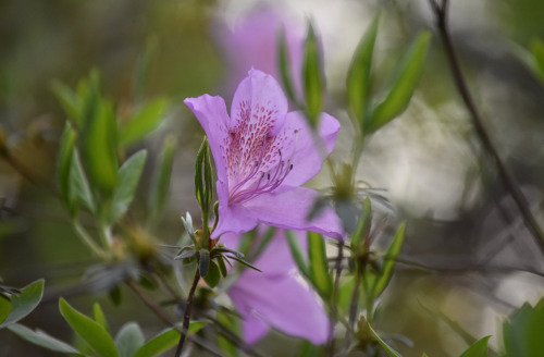 spring early morning by Molly Deanhttp://www.mollydean.com/TwilightGarden.html