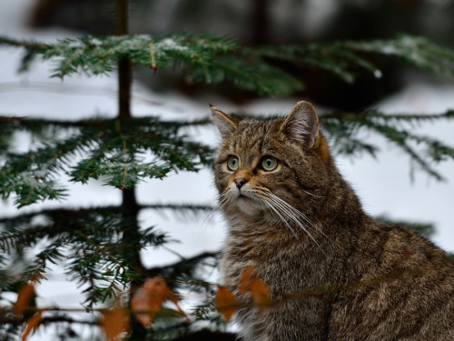 mostlycatsmostly:WIldcat (via by Zoltan Hagen)