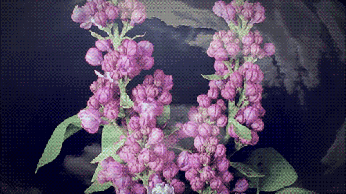 cohosh