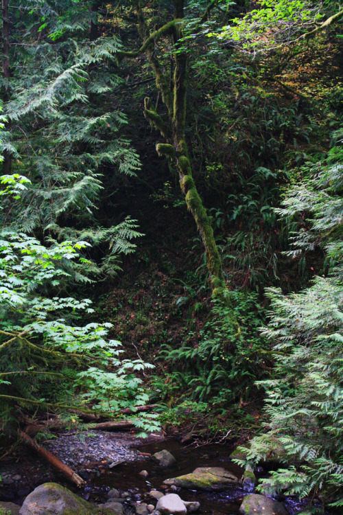 bright-witch:Oregon, photography by me. Please do not remove credit!