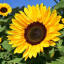 sunflowersystemalt