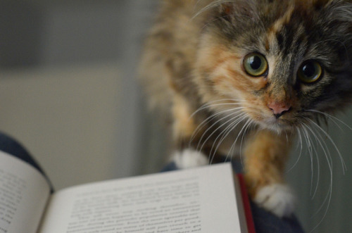 watchyourmuffins:why are you reading when you can be playing with me? photos by lalalaurie