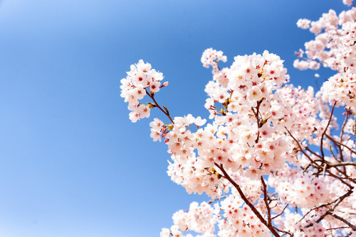 DSLR shots of the cherry blossoms of Jinhae during the annual Gunhangje Festival.