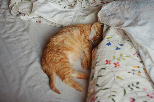 Sleepy kitty