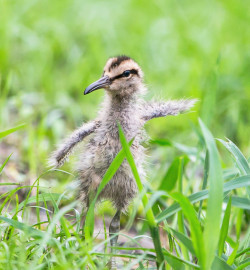 llbwwb:  Todays Cuteness:)  Don’t worry,be happy! by Kazumasa Hattori