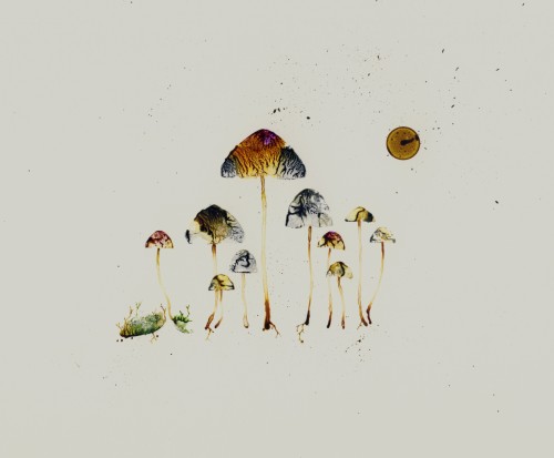 Sorry for my absence everyone……..A Group of Fungi Acrylic painting I have seen many sm