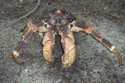 sixpenceee:  THE COCONUT CRAB Birgus latro also