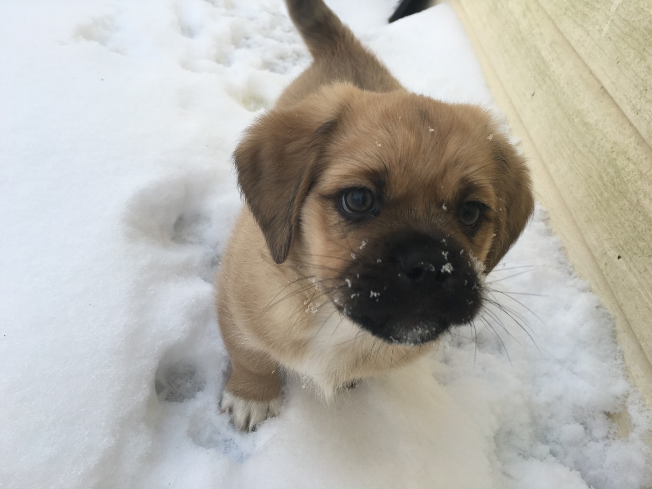 aka-stilinski:  Haven’t really been active . So here’s a pic of my dog biggie