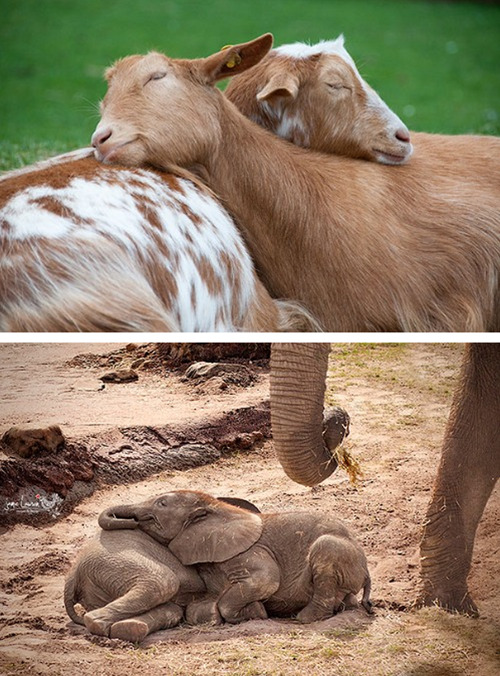 tastefullyoffensive:  Animals Using Other Animals as Pillows [boredpanda]Previously: