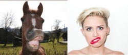 pride-riding:  horsesjumpingcourses:  Miley Cyrus and horse look-a-likes!!! xD  WE CAN’T STOP AND WE WONT STOPP 