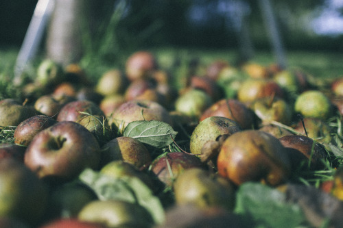 La cueillette des pommes - Automne 2014