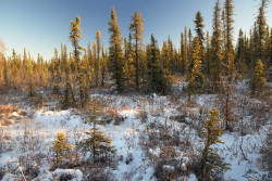 naturalsceneries:  There’s something about our boreal forests this time of year that seems magical to me | Fairbanks, Alaska via climbinginzen