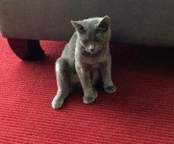 catsuggest:  Rocket suggeste: sit like this.
