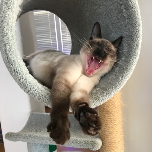 Quality Yawn 10/10(submitted by @joelo432)