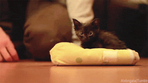 Cheer Up Post #4385 - Black Kittens Edition