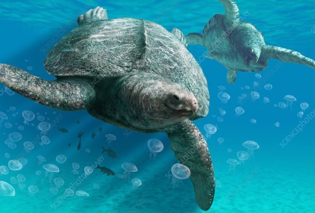 Archelon Tumblr Posts Tumbral Com Archelon Tumblr Posts Tumbral Com