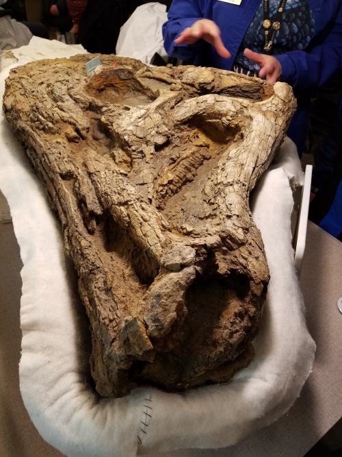 raptorwhisperer:DinoFest at the Natural History Museum of Utah this weekend! They opened up the prep