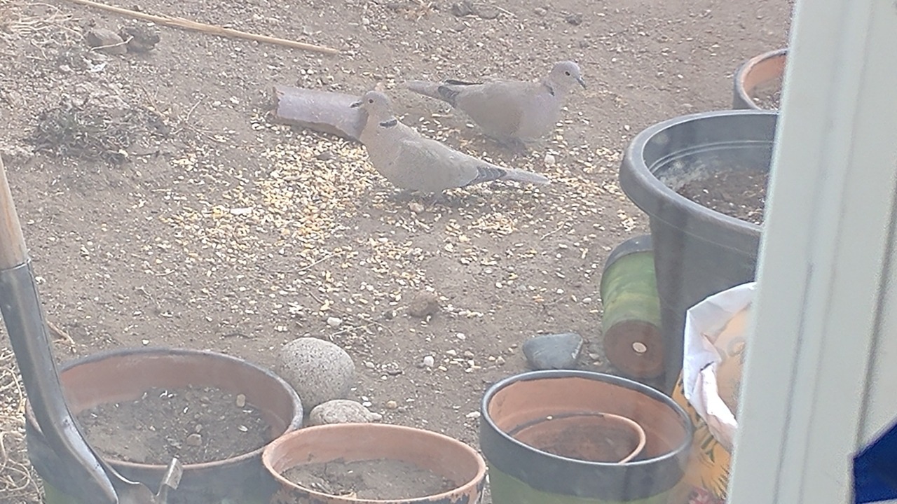 These 2 doves have been coming to my yard on and off for a year and I finally got