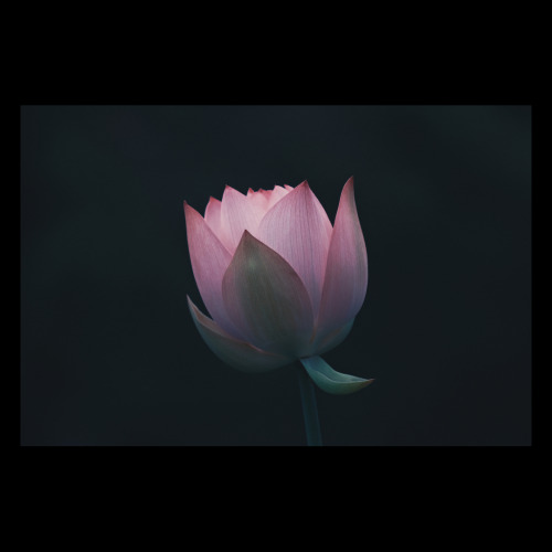 Flowers And Plants