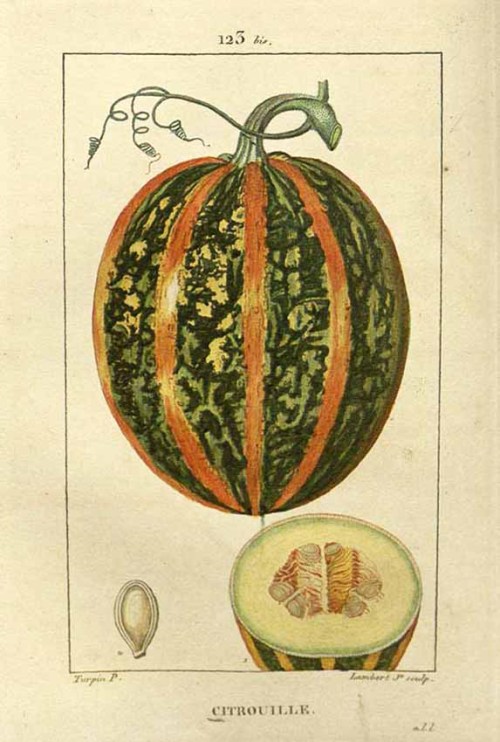 F. P. Chaumeton, summer squash, 1830. From: Flore médicale. Via Missouri Botanical Garden. So