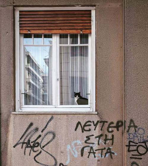 wordsmithic: Greece, “Freedom for the cat”