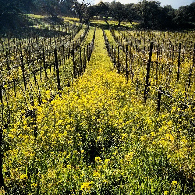 winepics:
“ Mustard #flowers flourish in the #vineyards - #winter in #winecountry - #vineyard #view #wineporn #winetime #wine #winery #winetour #wineries #wines #vino #winepic #winelover #winetasting
”