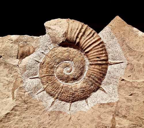 Crioceras. Early Cretaceous. France    Collection of Javier Castellano