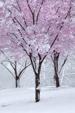 belovedgaia:  expressions-of-nature:  Spring Snow : j.mayfield  - plants - nature -