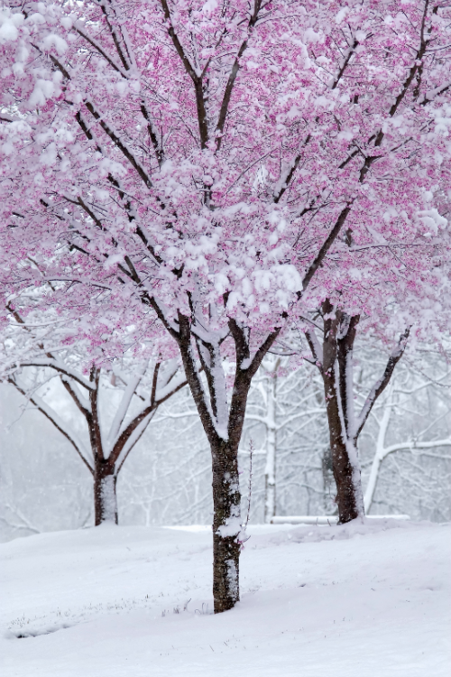 Porn expressions-of-nature:  Spring Snow : j.mayfield photos