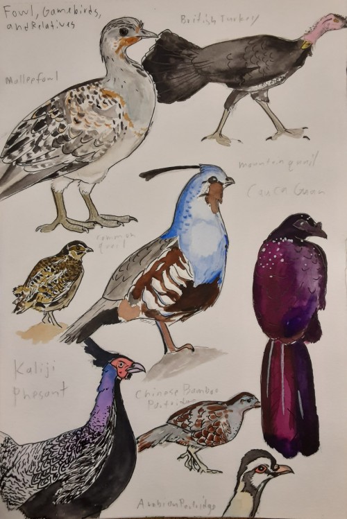 I've Been Drawing Birds