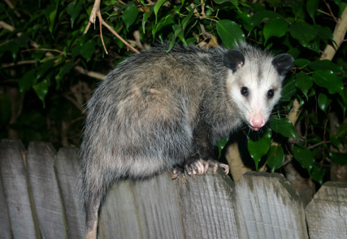 opossummypossum: Opossums are good for you The next time you see a possum playing dead on the road, 