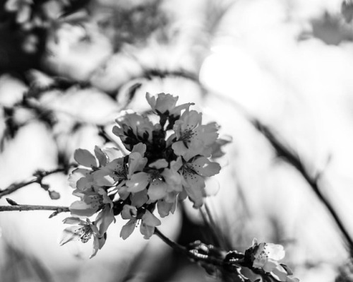 #blackandwhitephotography #blackandwhiteisworththefight #spring #springhassprung #55mmf18za #sonya7i