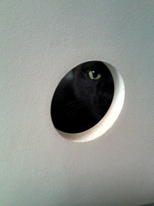 catsbeaversandducks:  “Hey, kid!… Psst!… Wanna buy some catnip?” (Please click on each photo for sources)