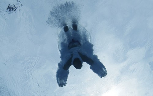 Porn Pics Take the plunge (FINA World Diving Championships,