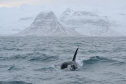 nature-of-earth:  blackfishsound:  by Baldur Thorvaldsson.  Orca bull with his tall and erect dorsal fin breaks through the waves with the magnificent snow-capped Mount Kirkjufell in the background.   Great picture! 