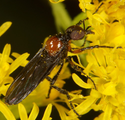 Dilophus sp. (male) covered in pollen