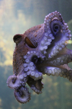 cephalopodsgonewild:  by Letetubi 