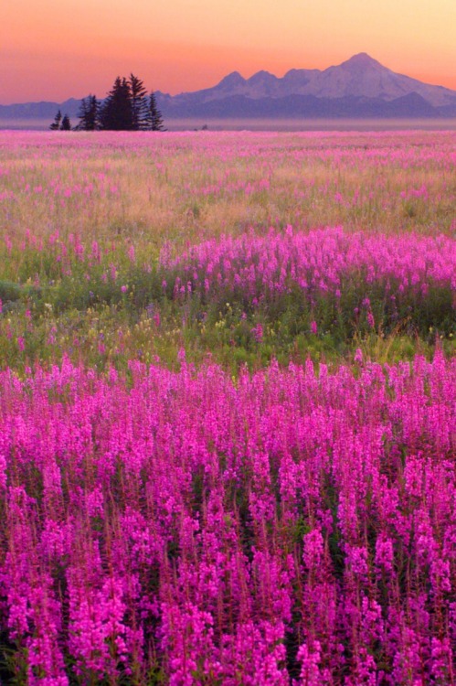 sublim-ature:  Alaskan Fireweed by Steve Ellison