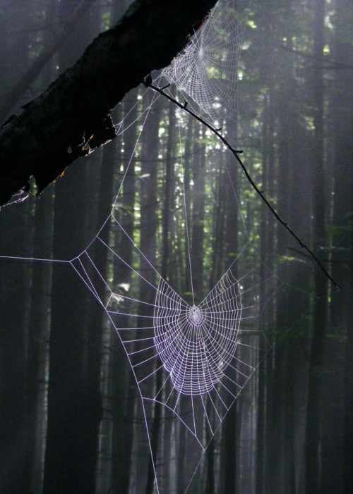 spiderweb