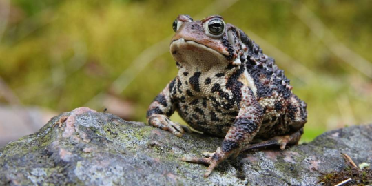 AmRev Historic Figures as frogs/toads