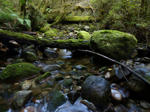 McRae&rsquo;s Creek, Victoria Forest Park by New Zealand Wild on Flickr.