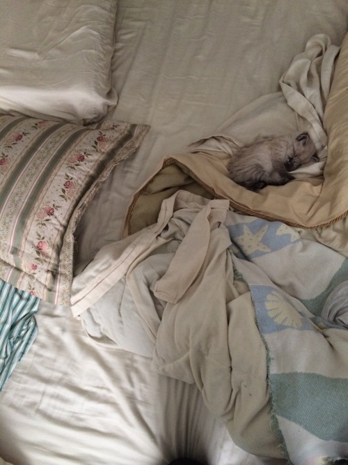fineapplepizza:  she smol